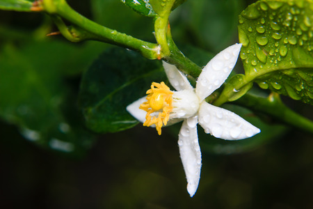 close up lemon flower on treeの写真素材