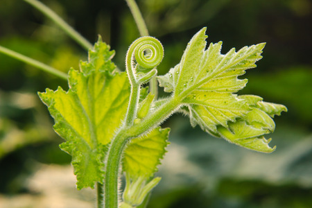 close up of pumpkin leafの写真素材