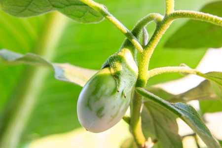 Cockroach Berry or green eggplant on plant treeの写真素材