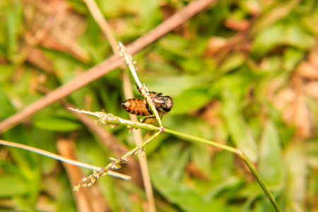 bee collecting pollen from a grass flowerの写真素材