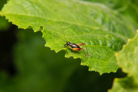 cricket insect on green leaf