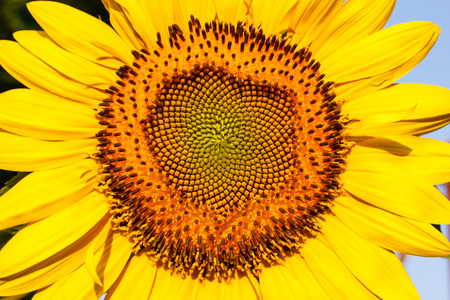 Closeup of blooming sunflowerの写真素材