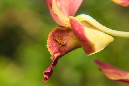 little spider on flower
