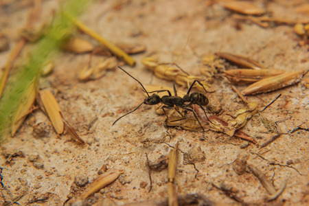 close up black Antsの写真素材