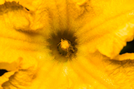 close up pumpkin flowerの写真素材