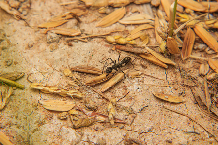 black Ants carrying foodの写真素材