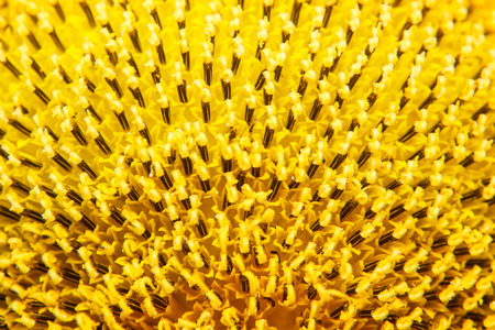 Closeup of blooming sunflowerの写真素材