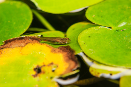 little fish in pond