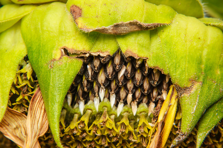 sunflower seed is still on the flowersの写真素材