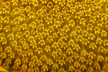 Closeup of blooming sunflowerの写真素材