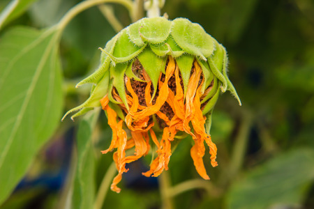 Closeup of Withered sunflowerの写真素材