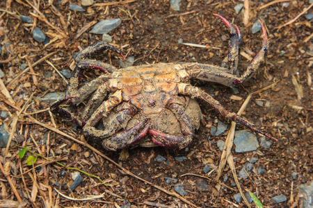 Remains of dead crabの写真素材