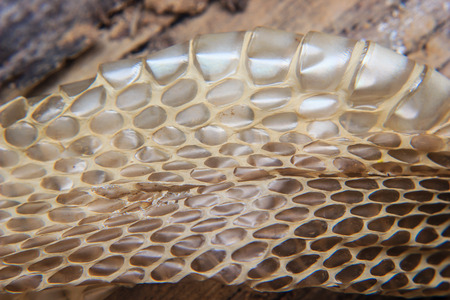 close up of Shed snake dry skin