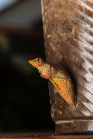 chrysalis of butterfly hangingの写真素材