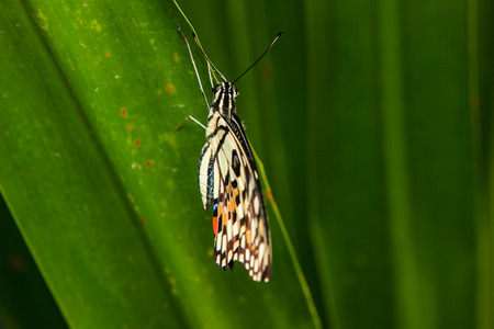 Butterfly on green Leaf