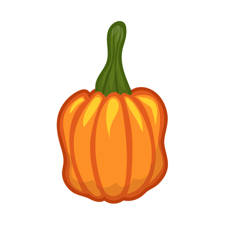 Pumpkin isolated on white backgroundのイラスト素材