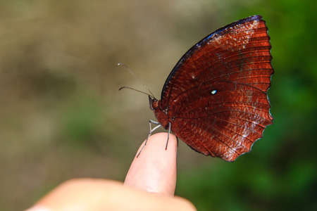 Close up Butterfly on human fingersの写真素材