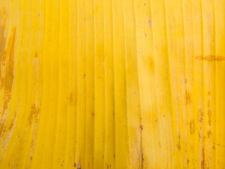 yellow color banana leaf texture backgroundの写真素材