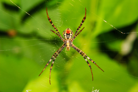 spider on the spider web