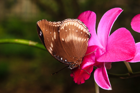 Butterfly on the flowerの写真素材