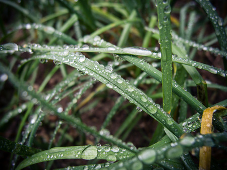 Dew drops on spring grass. spring background