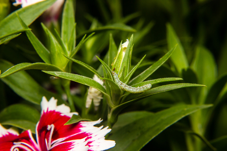 caterpillar worm on leaf in the garden