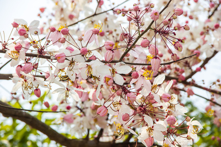 blossom branch of Pink cassia, Pink shower, Wishing tree Nature Backgroundの写真素材