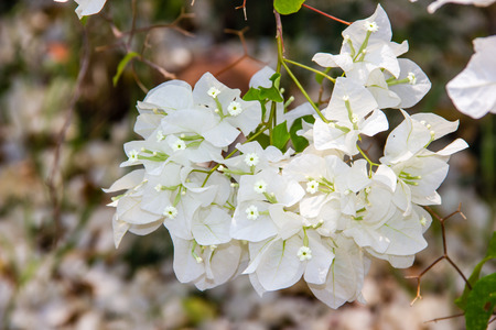 White Bougainvillea flowersの写真素材