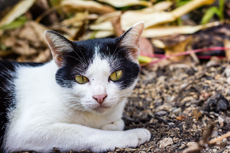Closeup Portrait of catの写真素材