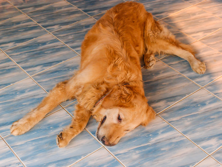 Close up portrait of dog laying on the floorの写真素材