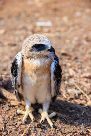 young falcon bird sitting on the groundの写真素材