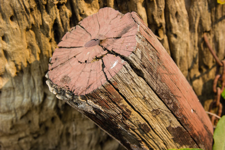 wood logsの写真素材