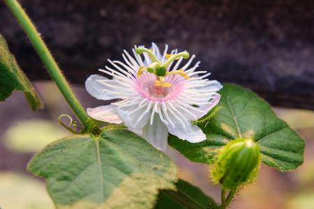 white flowerの写真素材