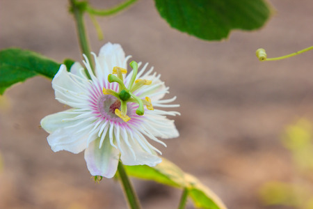 white flowerの写真素材