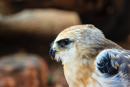 Portrait of a young falcon birdの写真素材