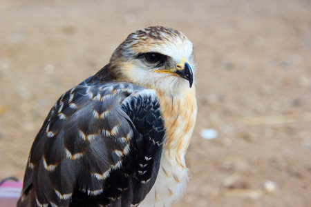 Portrait of a young falconの写真素材