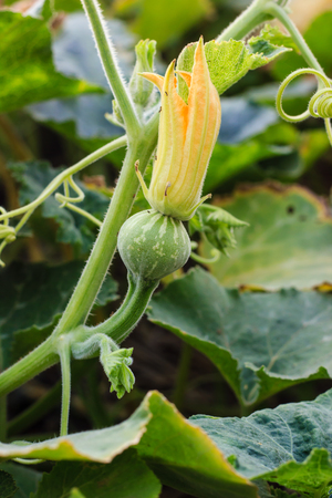 Young pumpkin grown in the gardenの写真素材