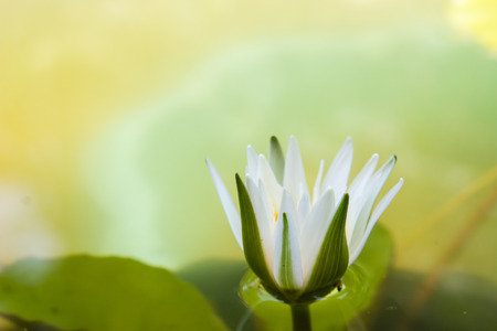 white waterlily or lotus flower blooming on pondの写真素材
