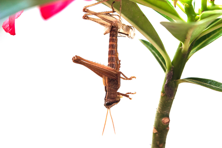 Close up of grasshopper changing its with moltの写真素材