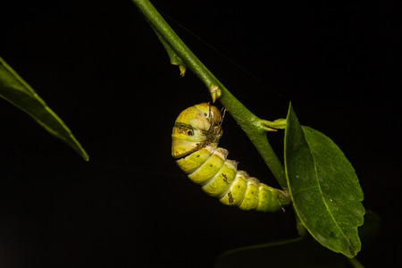 chrysalis of butterfly hanging on branchの写真素材