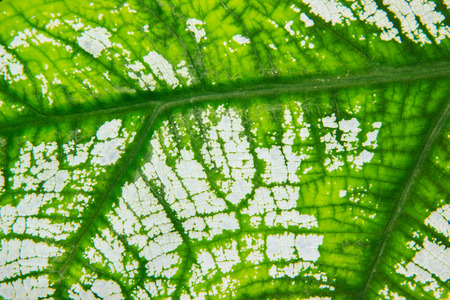 close up of leaf textures