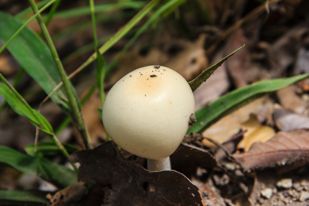 mushroom growing in the groundの写真素材