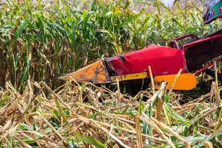 corn harvest on farmland in thailandの写真素材