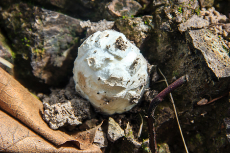 mushroom growing in the ground