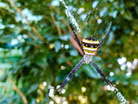 Spider on a spider web with a blurry background in the gardenの写真素材