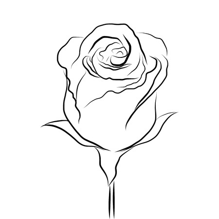 Sketch line drawing of rose isolated illustration on white backgroundのイラスト素材