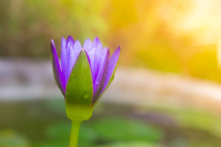 violet waterlily or lotus flower blooming on pondの写真素材
