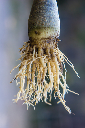 Closed up root of adenium or desert rose flowerの写真素材