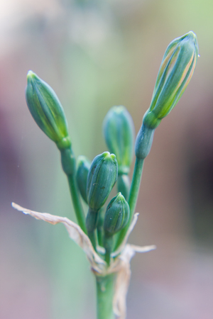 close up of flower bud in gardenの写真素材