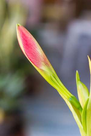 Bud of Hippeastrum johnsonii Bury flowersの写真素材
